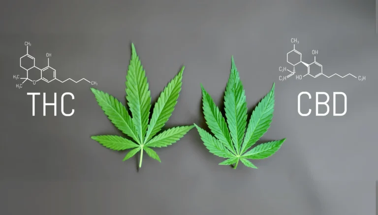 unterschied zwischen thc und cbd